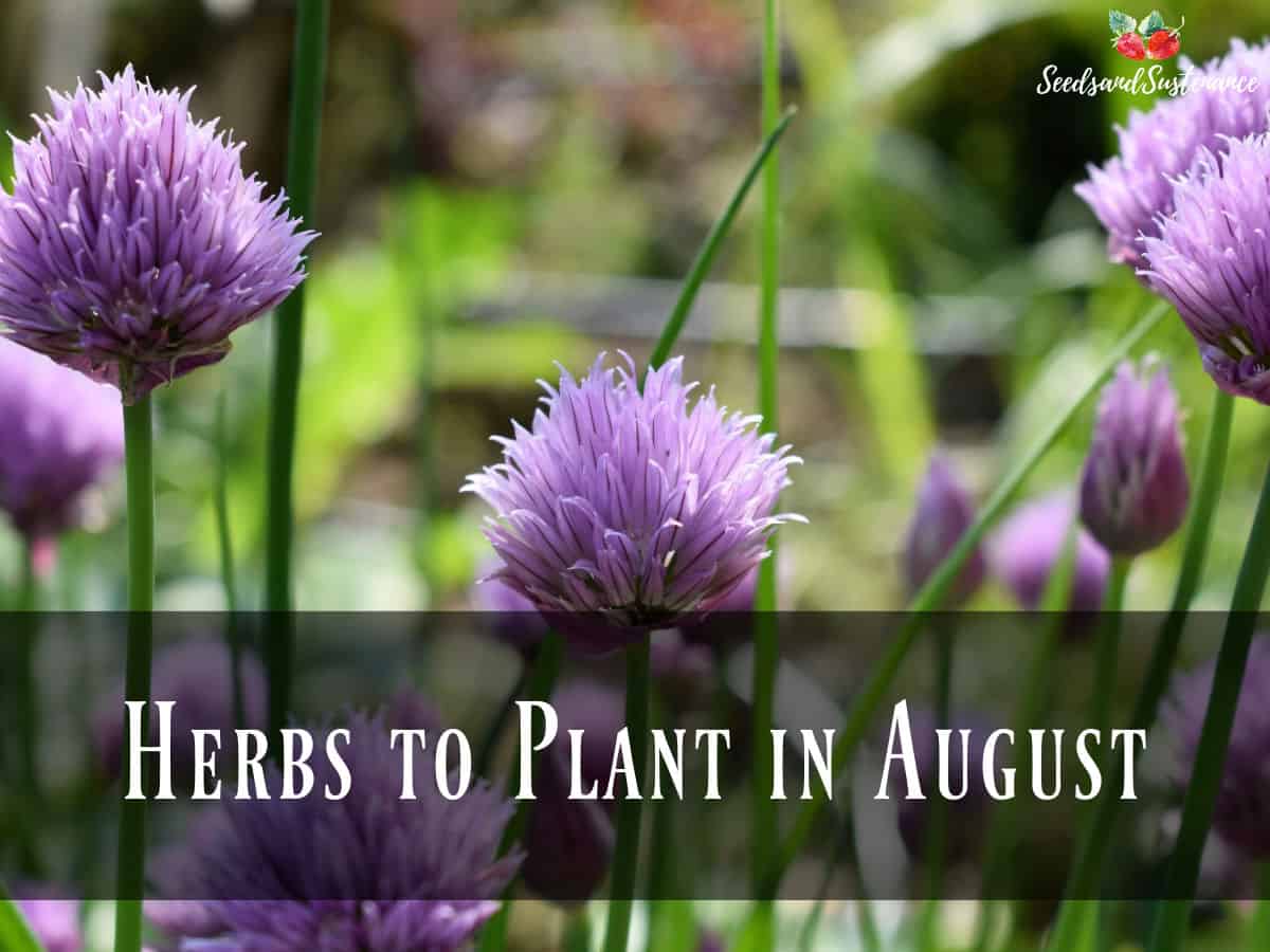 Chive blossoms - herbs to plant in August