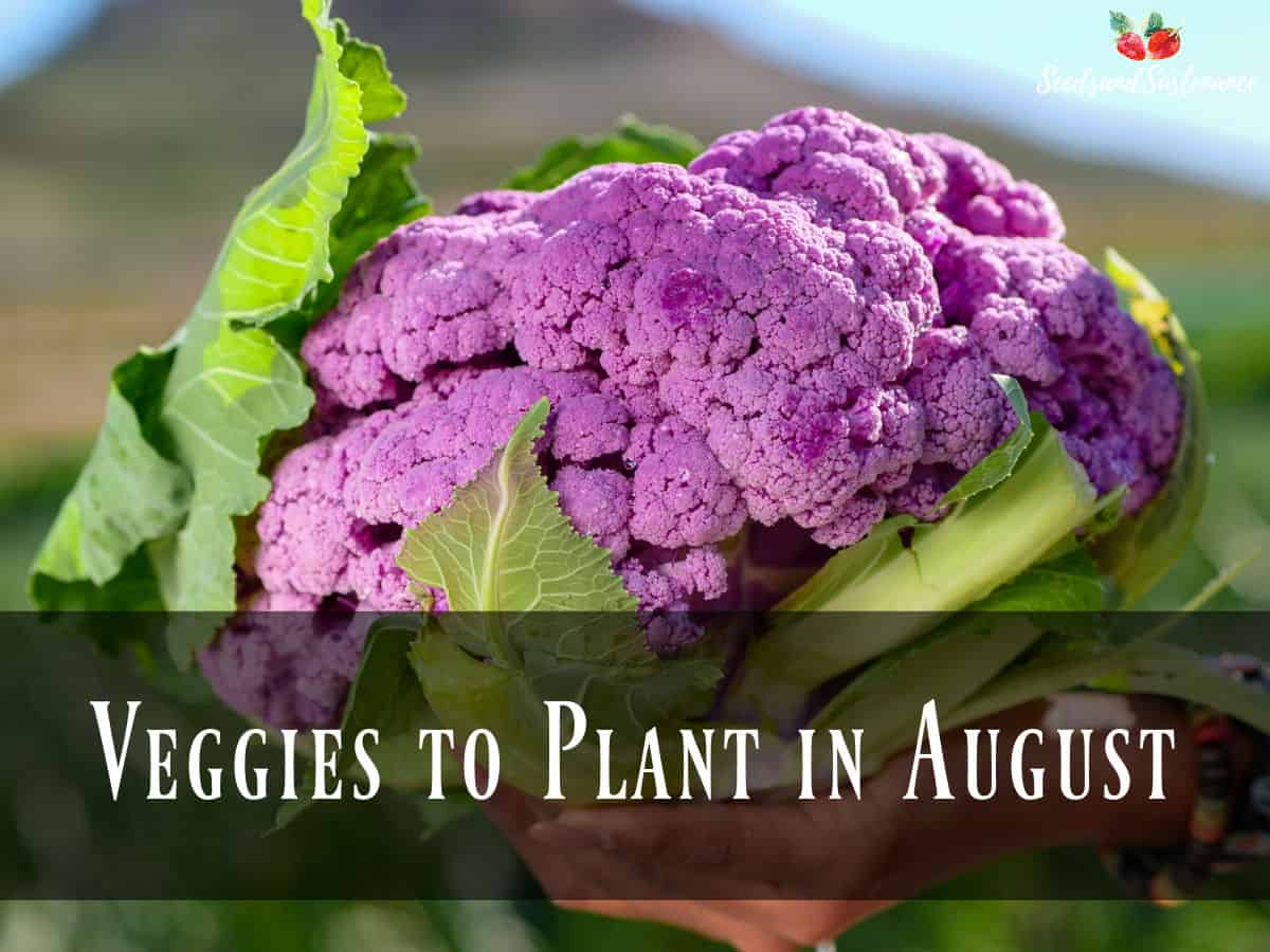 Purple cauliflower - veggies to plant in August