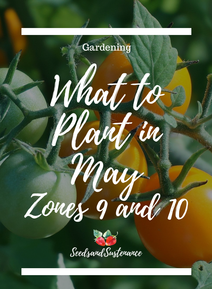 What to plant in May zones 9 and 10 - a photo of cherry tomatoes on the vine