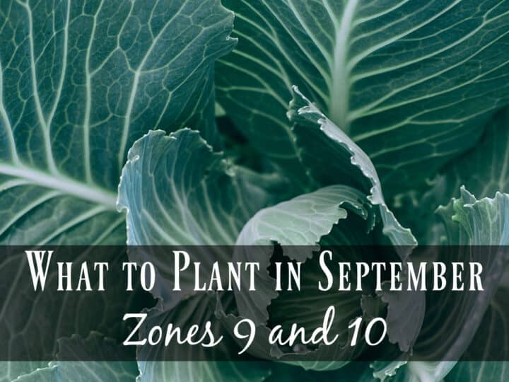 Fresh green cabbage in the garden - what to plant in September