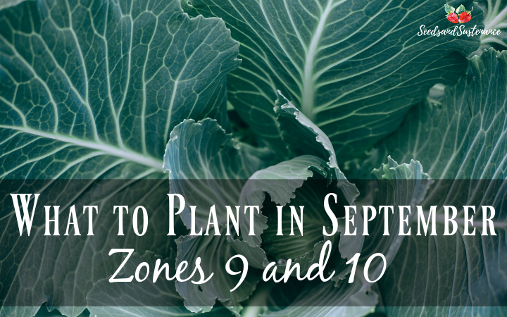 what to plant in September - photo of fresh cabbage
