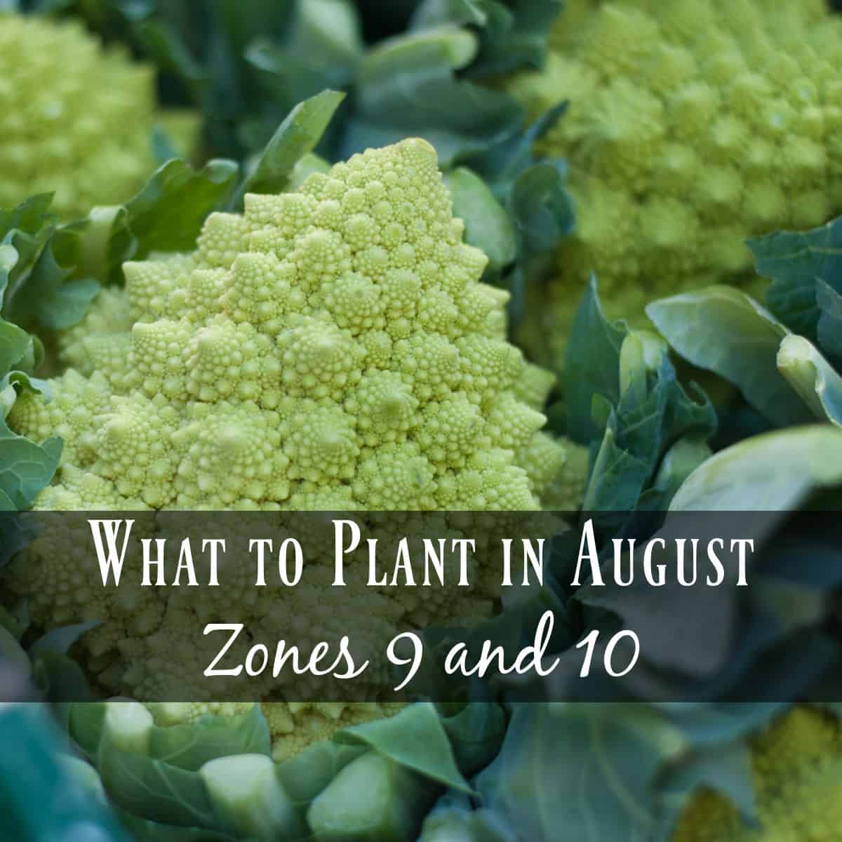 What to Plant in August Seeds & Sustenance