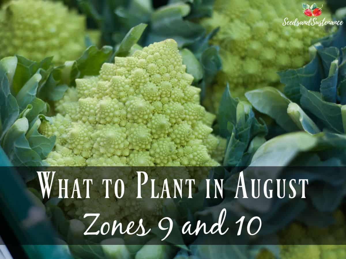 Fresh romanesco broccoli in the garden - what to plant in august