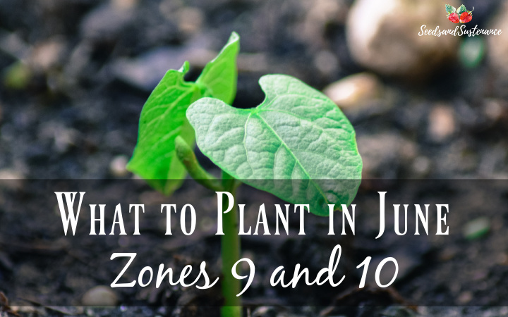 What to Plant in June Zone 9 and 10 - A sprouting green bean plant.