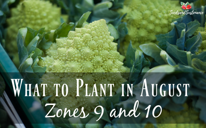 What to plant in August - a photo of fresh Romanesco 