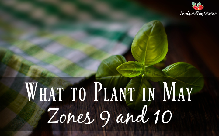 What to plant in May - a photo of fresh basil on a picnic table