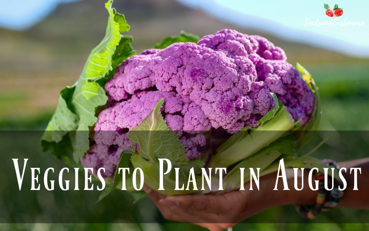 veggies to plant in august - a photo of fresh purple cauliflower