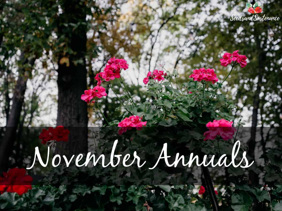 Geraniums blooming in November in Southern California