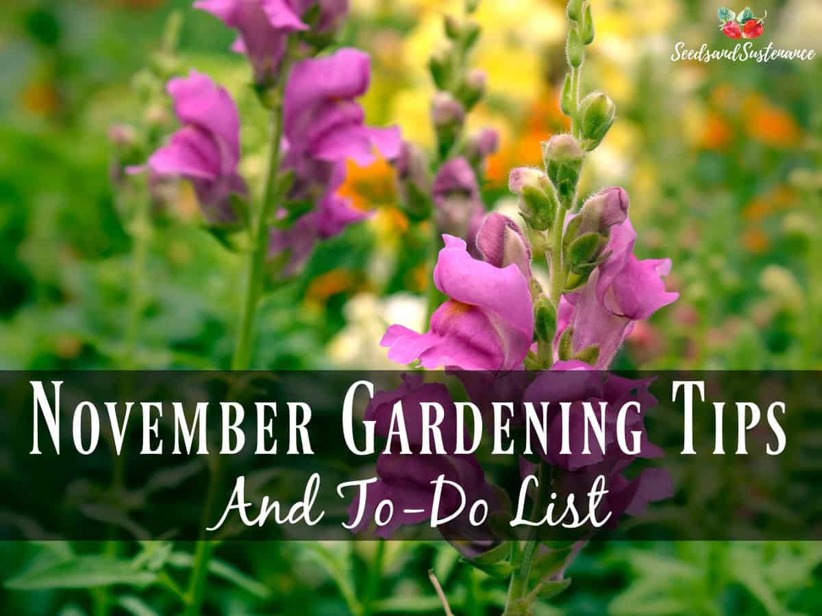 November Gardening Tips - a photo of pink snap dragons in the garden.