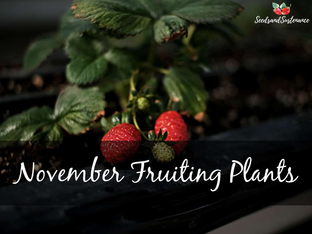Strawberries on the vine in November
