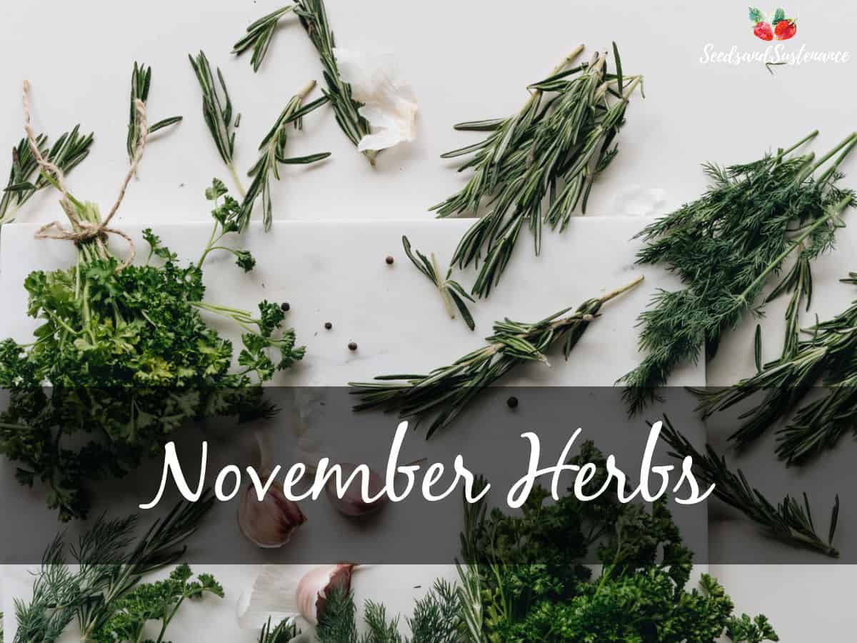 A cutting board with different herbs - November gardening tips for herbs in Southern California.