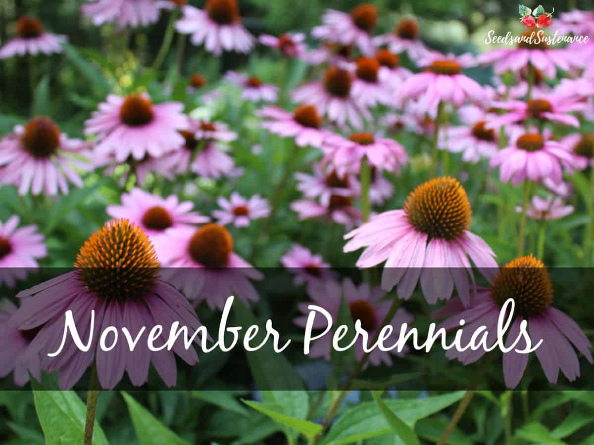 Blooming echinacea in November