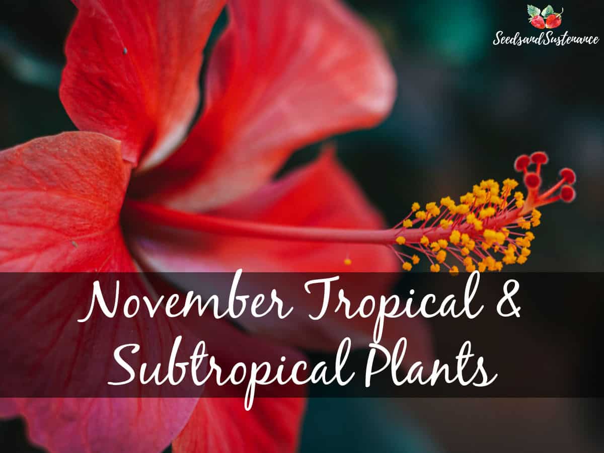 Red hibiscus flower. November gardening tips for tropical and subtropical plants in Southern California.