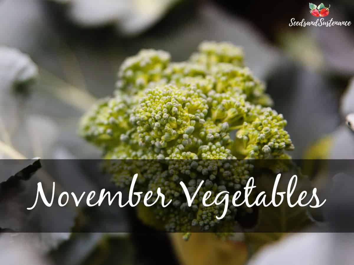 A crown of broccoli. November gardening tips for growing vegetables in Southern California.