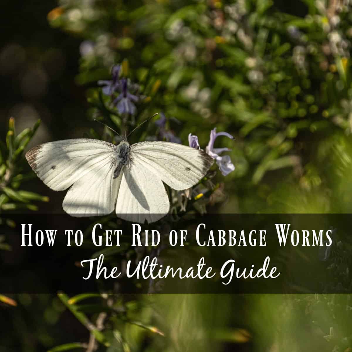 How To Get Rid Of Cabbage Worms Organically Seeds & Sustenance