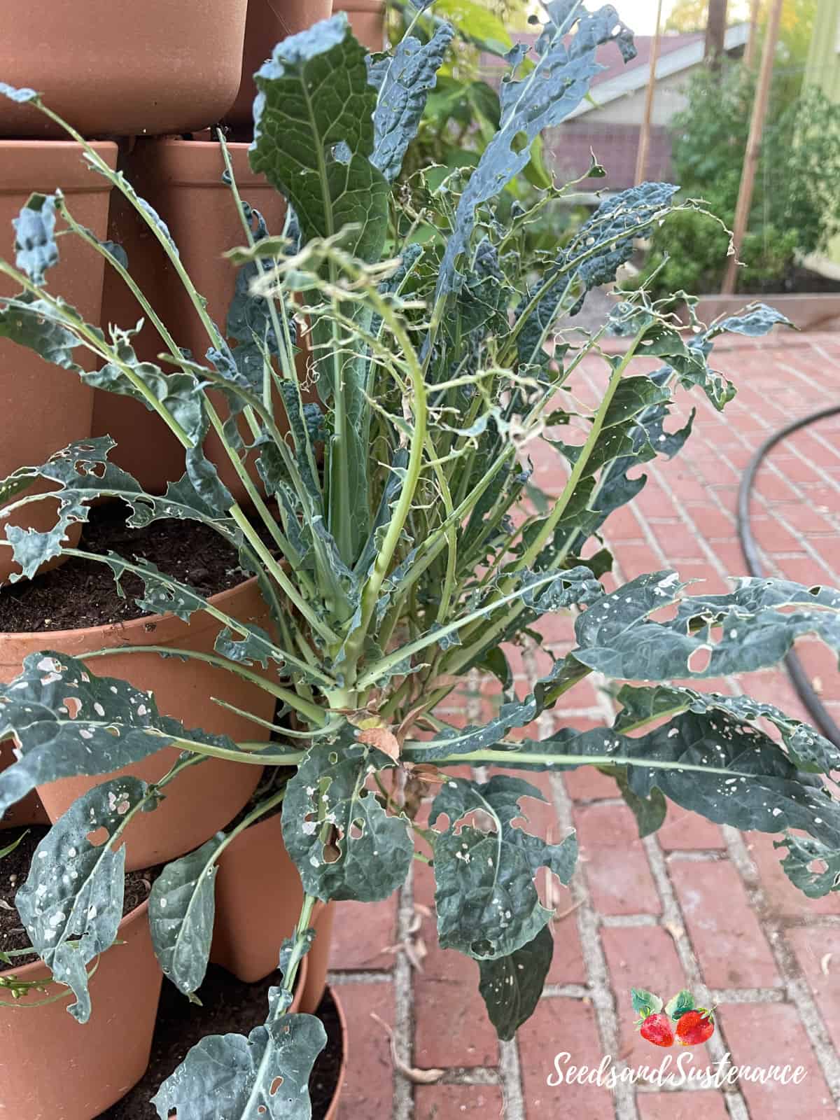 cabbage worm damage on a kale plant.