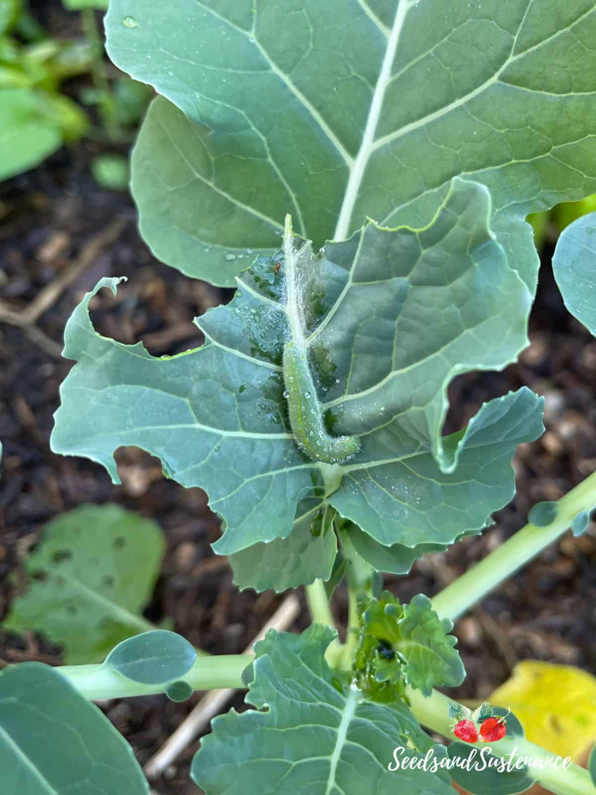 Imported cabbage worm eating a young cauliflower plant - how to get rid of cabbage worms.