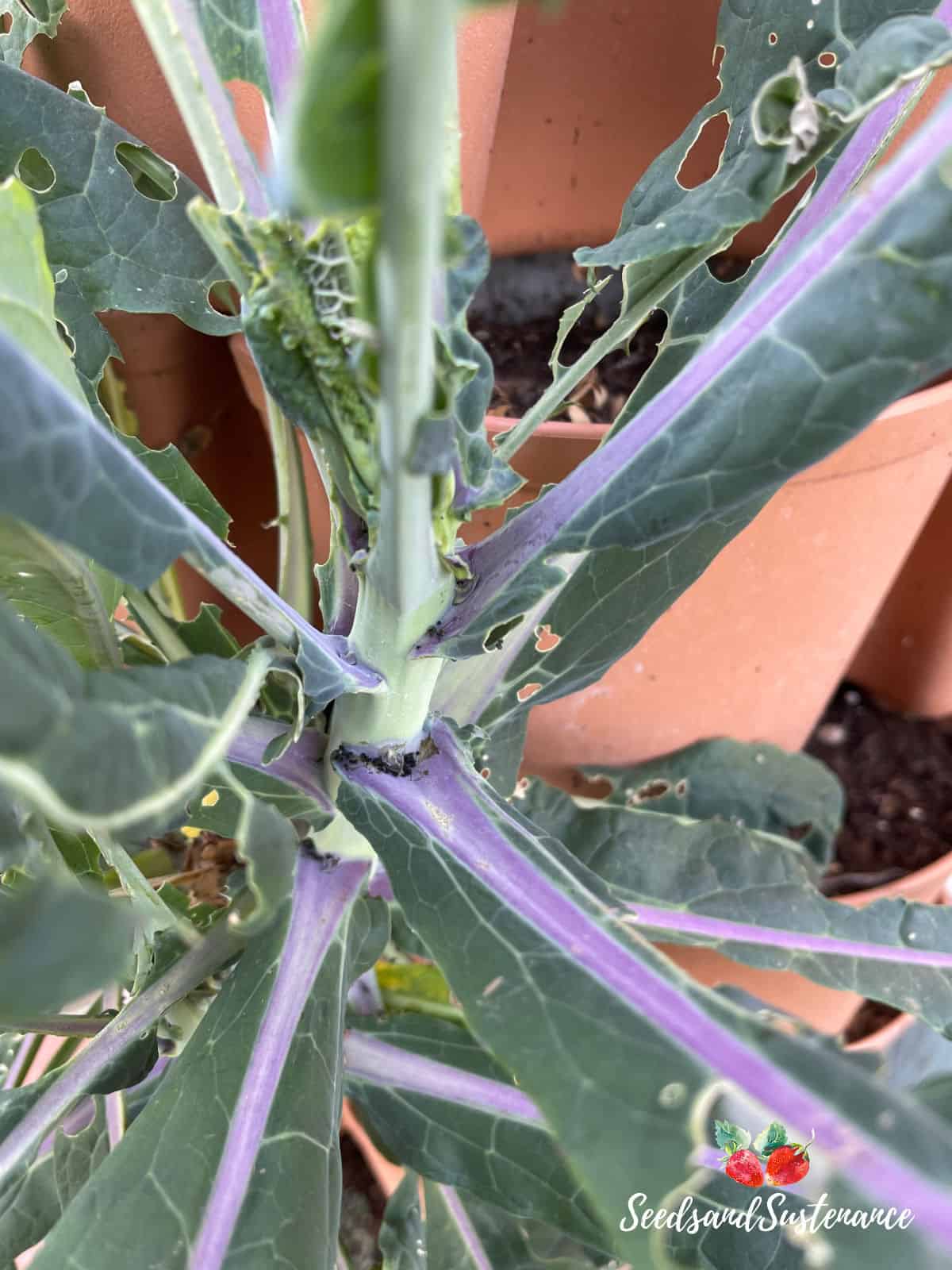 cabbage worm frass on a kale plant.