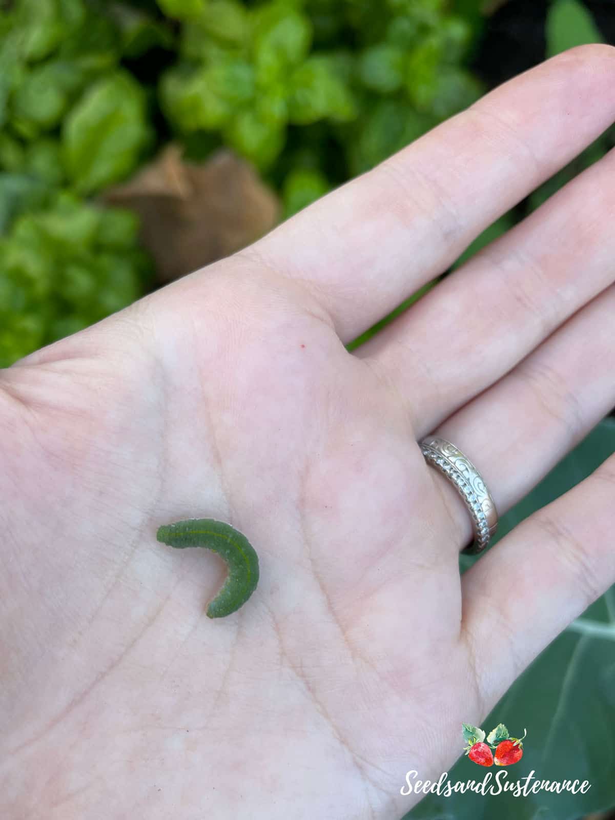 A large green cabbage worm - how to get rid of cabbage worms in your garden.