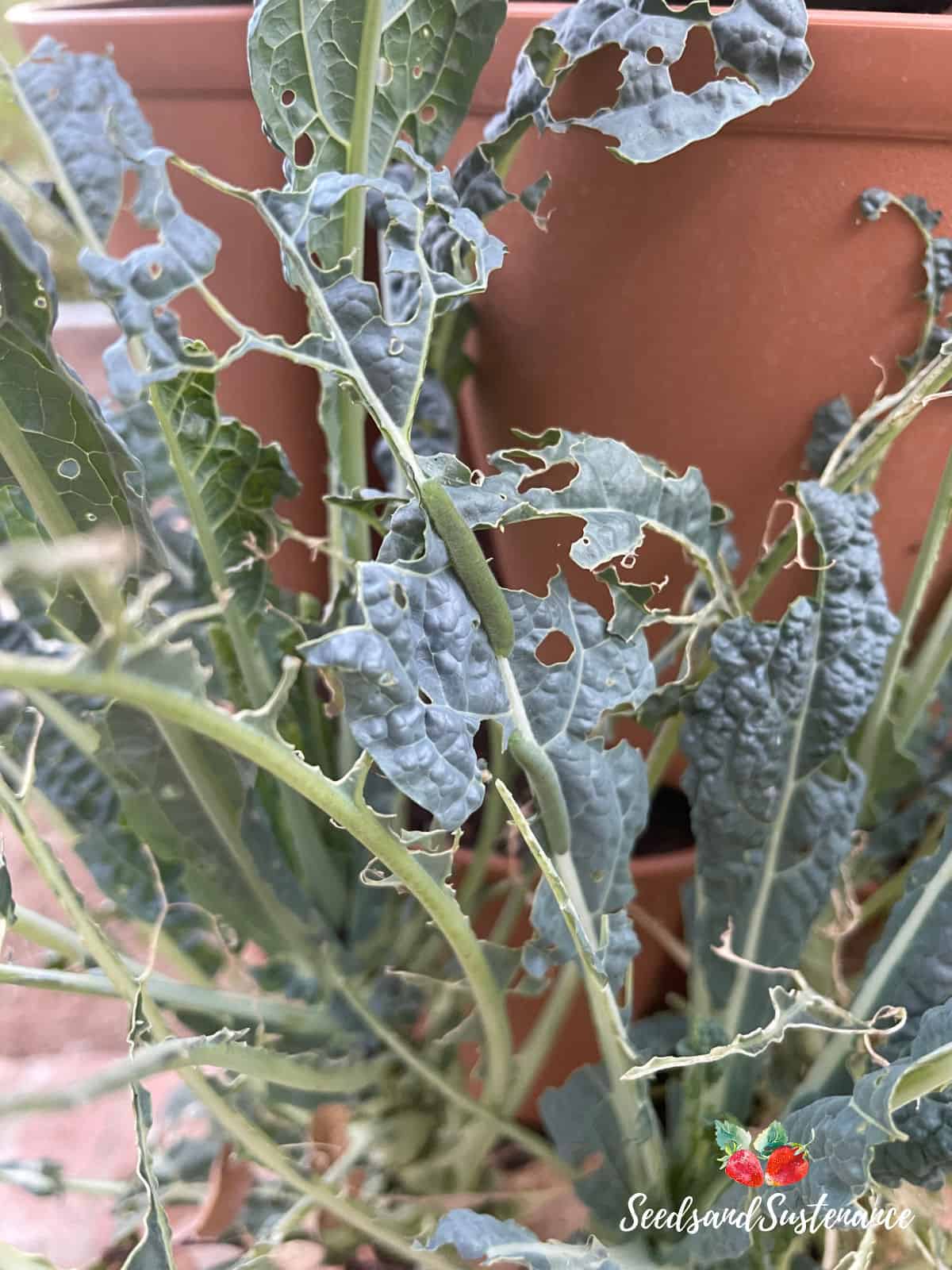 cabbage worms on a kale plant in the garden.