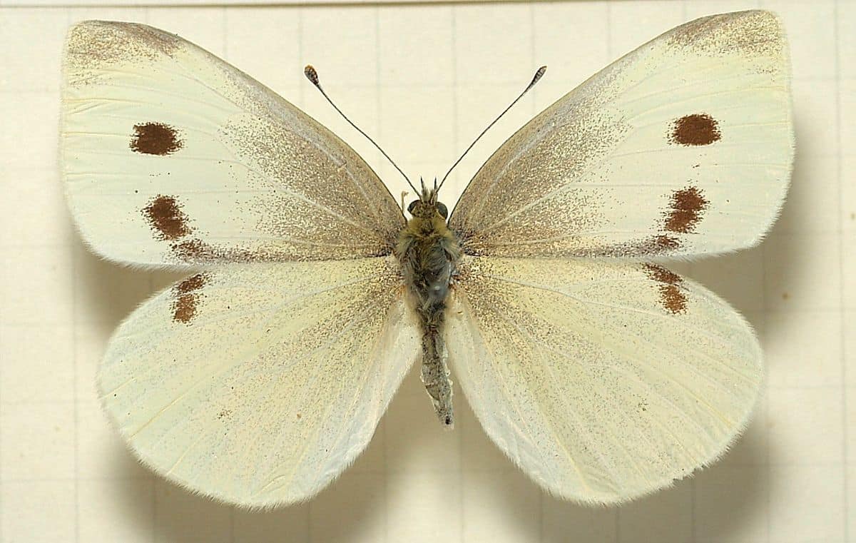 Female cabbage moth