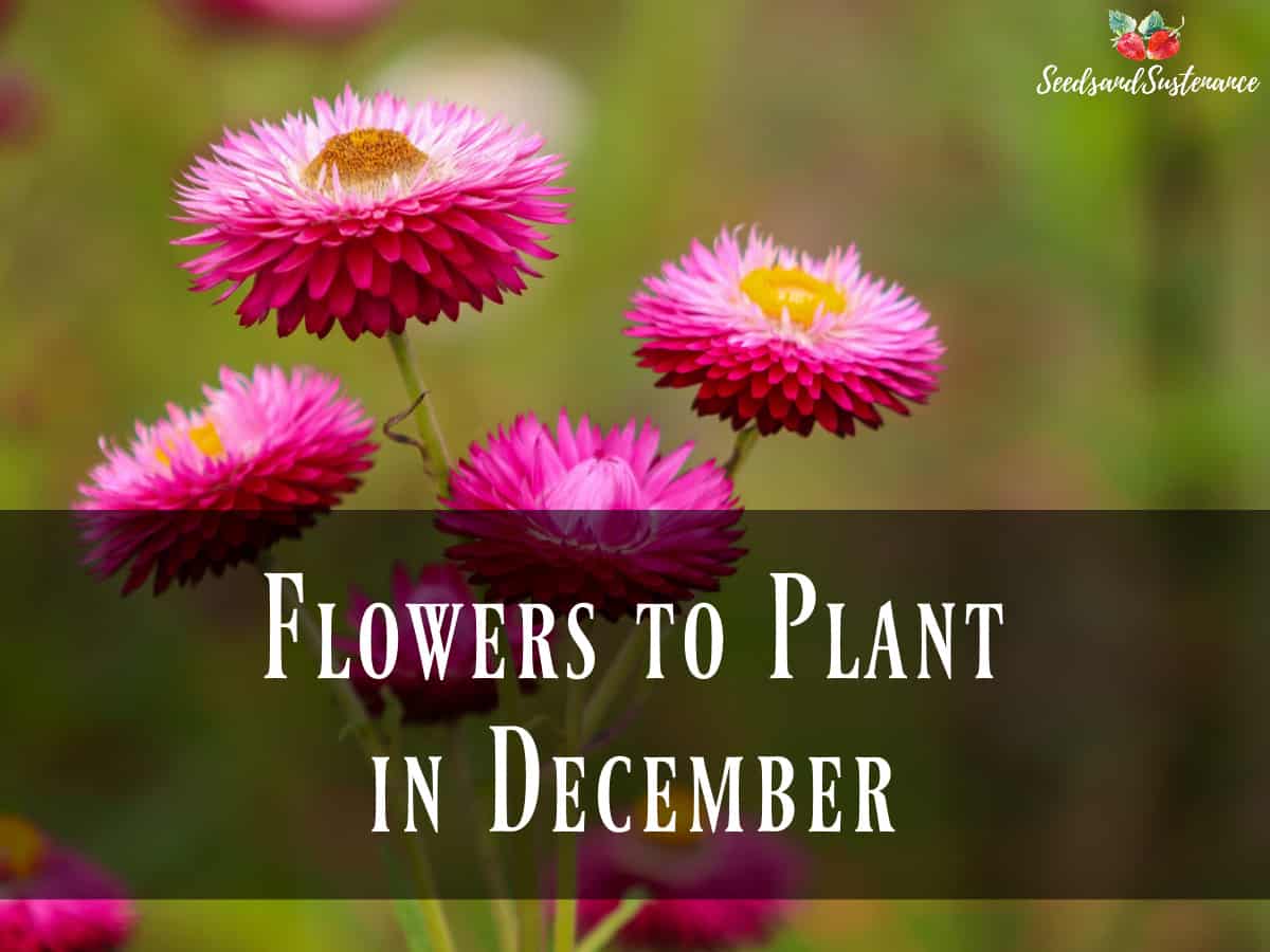 pink strawflowers - what flowers to plant in December