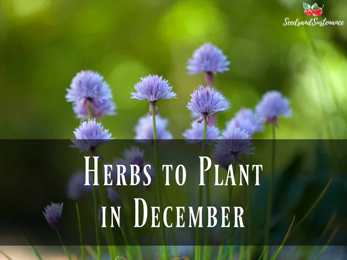 Flowering chives - what herbs to plant in December