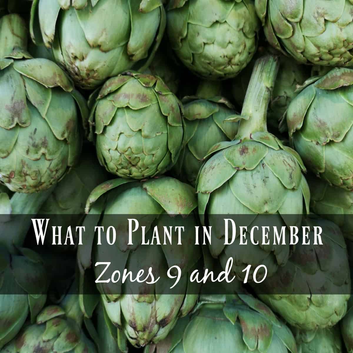 What to Plant in December Seeds & Sustenance