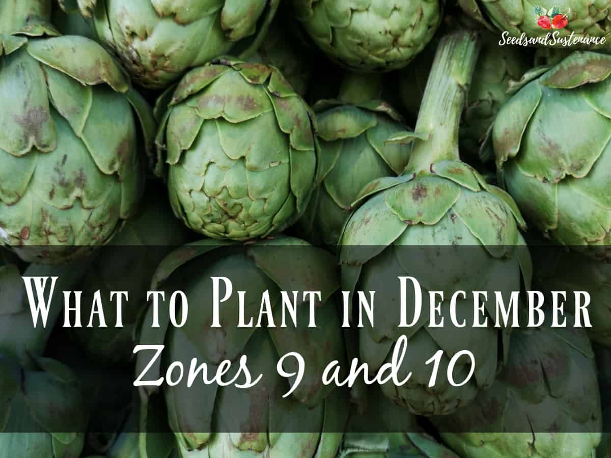 Fresh green artichokes - what to plant in December in Southern California