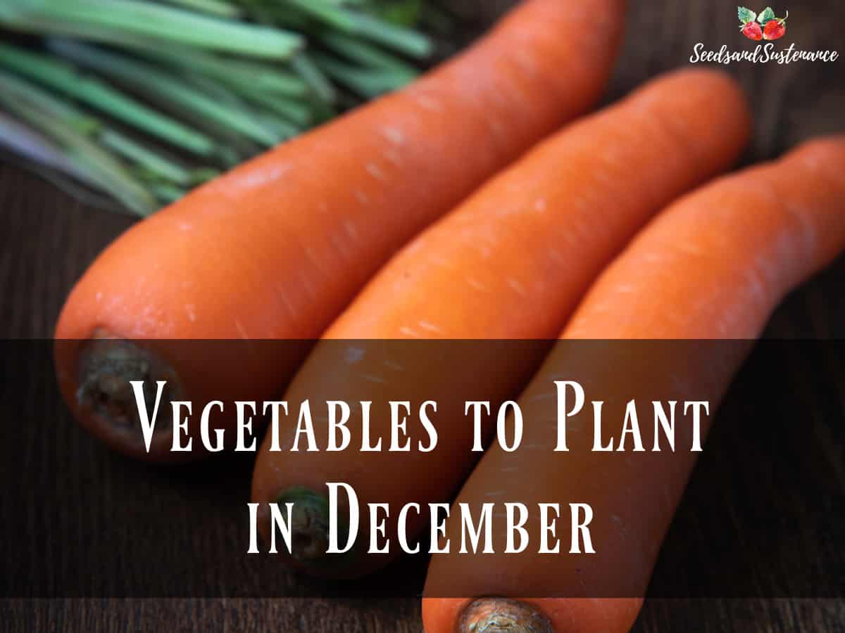 Carrots on a cutting board - what vegetables to plant in December