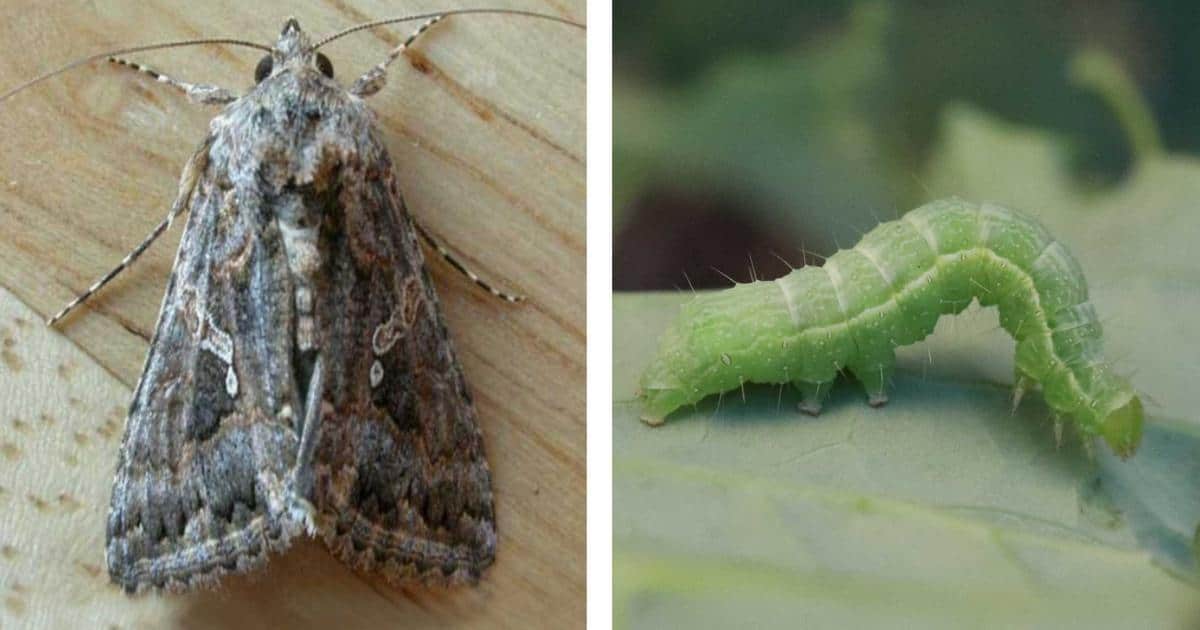 cabbage looper moth and caterpillar