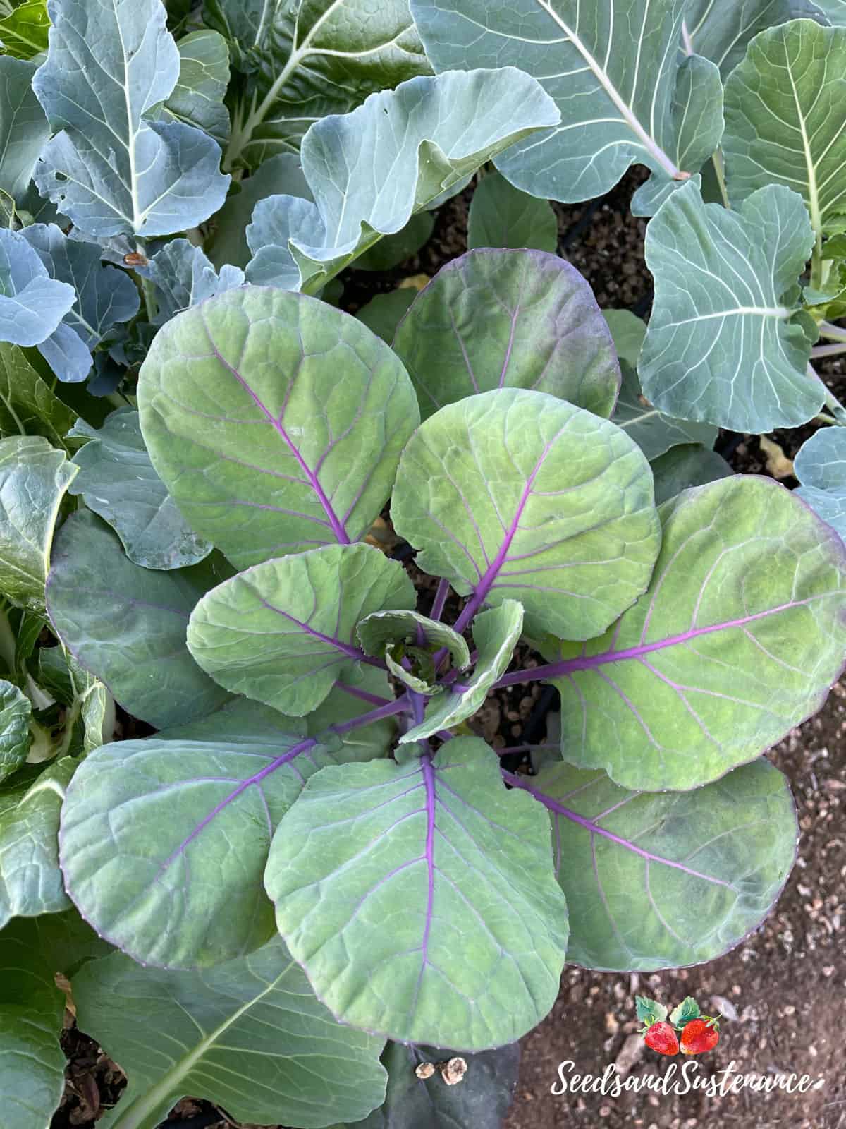 Untouched red brassicas - how to get rid of cabbage worms.