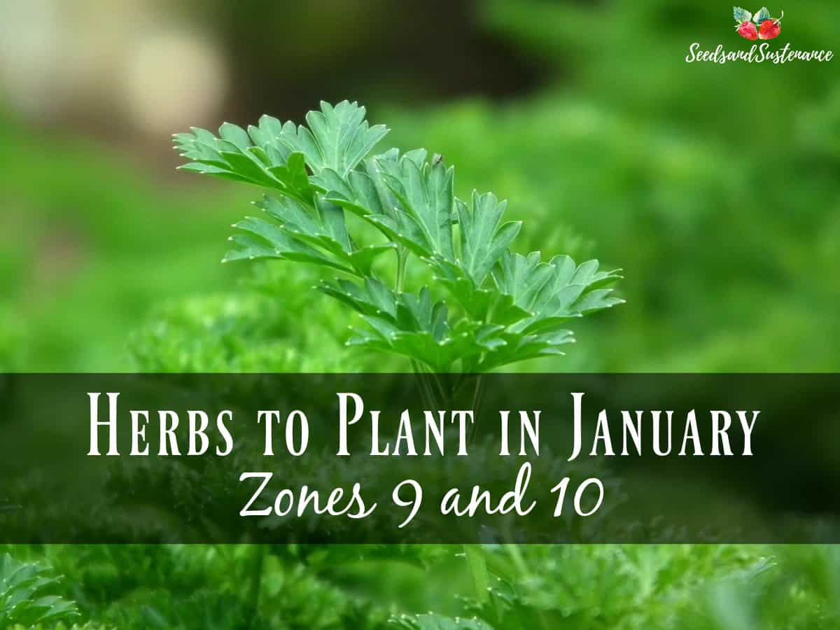 Fresh parsley in the garden - herbs to start in January - January gardening to do list