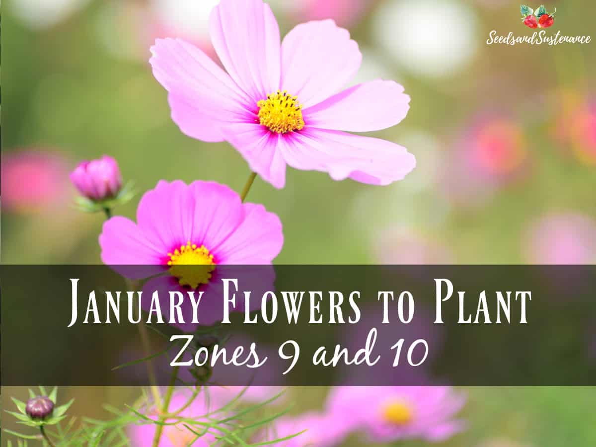 Pink cosmos - January birth flowers