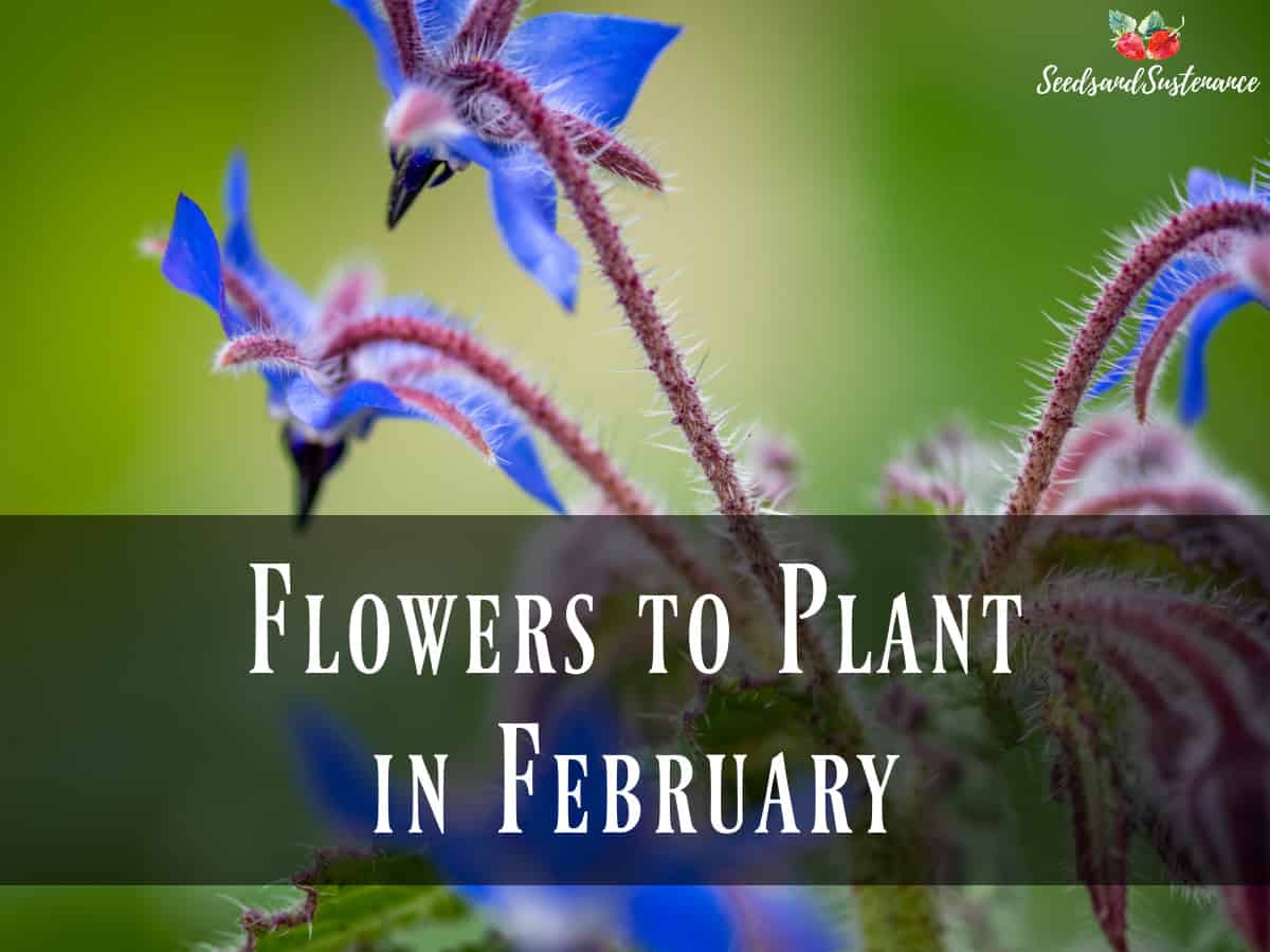 Borage blooming in the garden - what flowers to plant in February