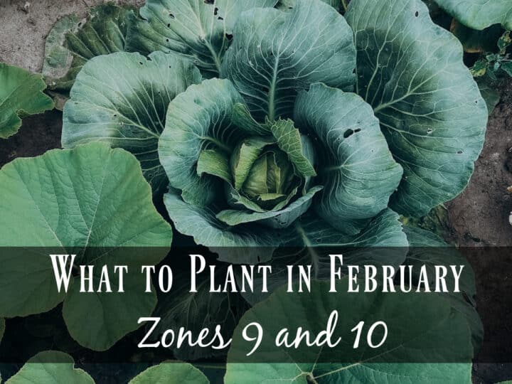 Fresh cabbage growing in the garden - What to plant in February