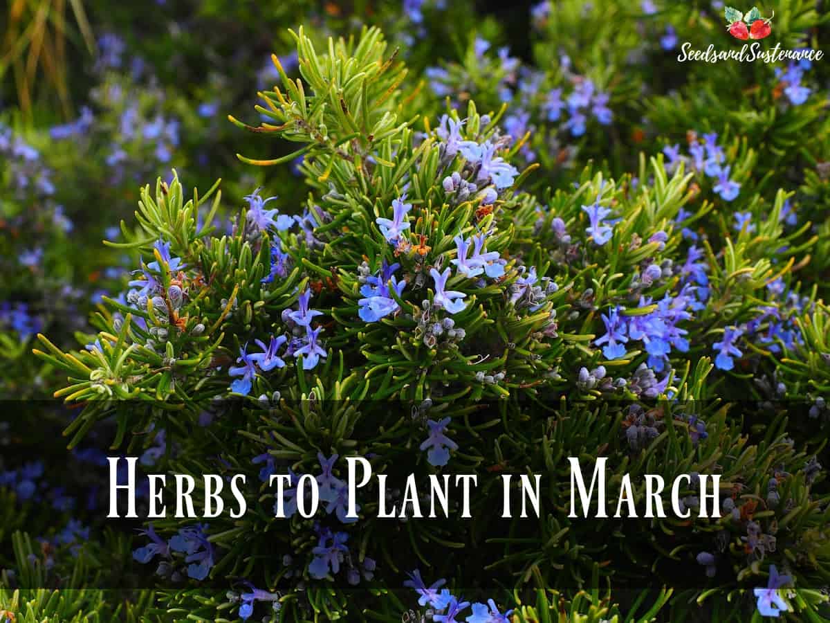 Blooming rosemary - herbs to plant in March