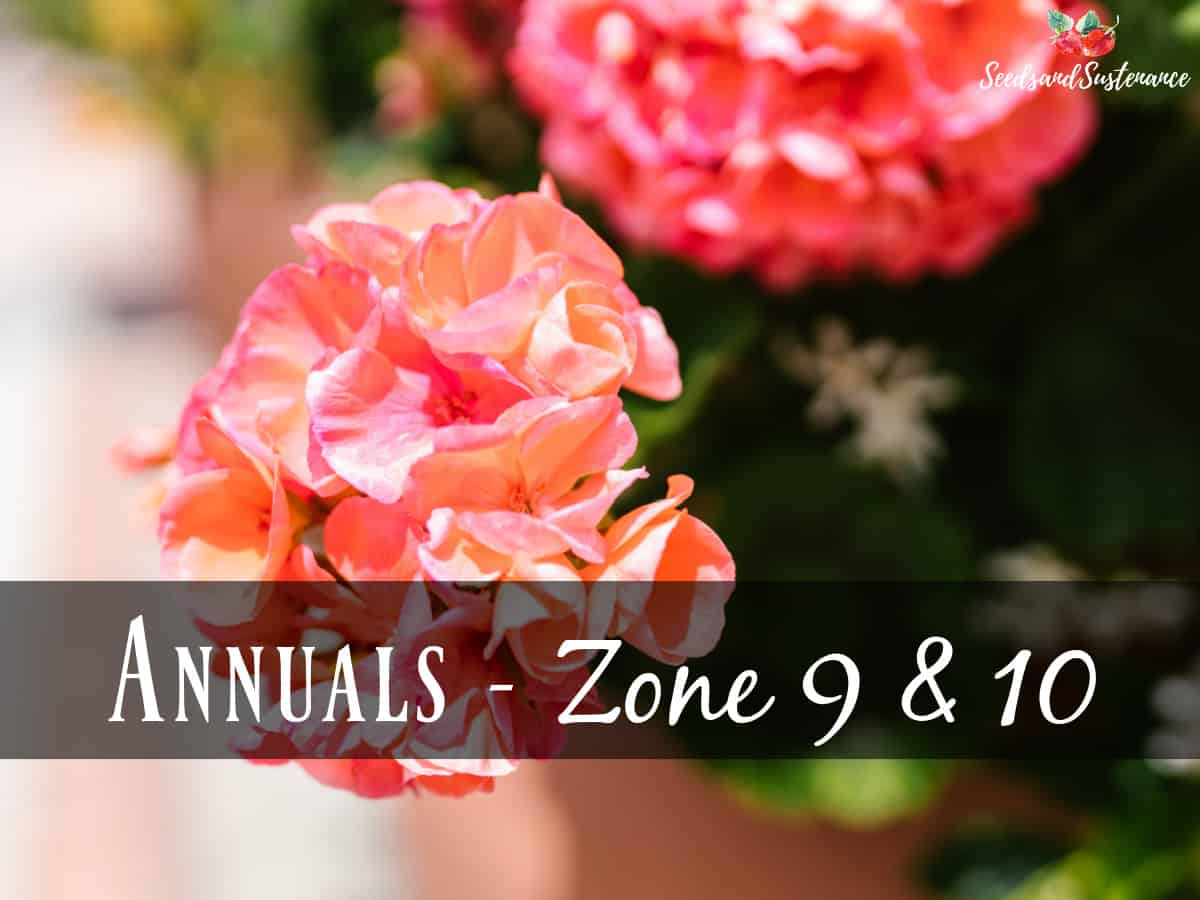 Blooming geraniums - april annuals zones 9 and 10
