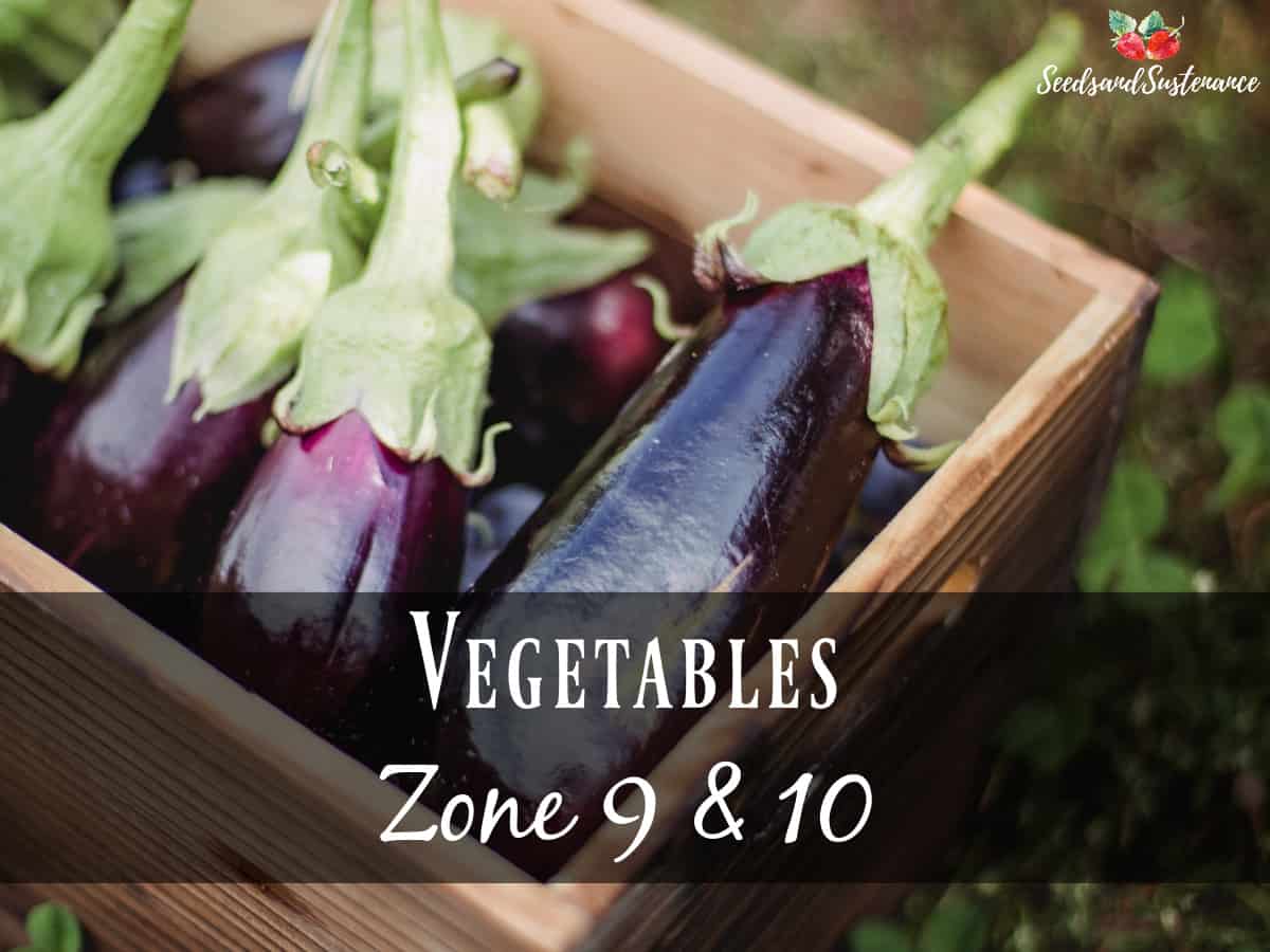 fresh eggplants in a wooden crate - vegetable growing checklist for zones 9 and 10 for April