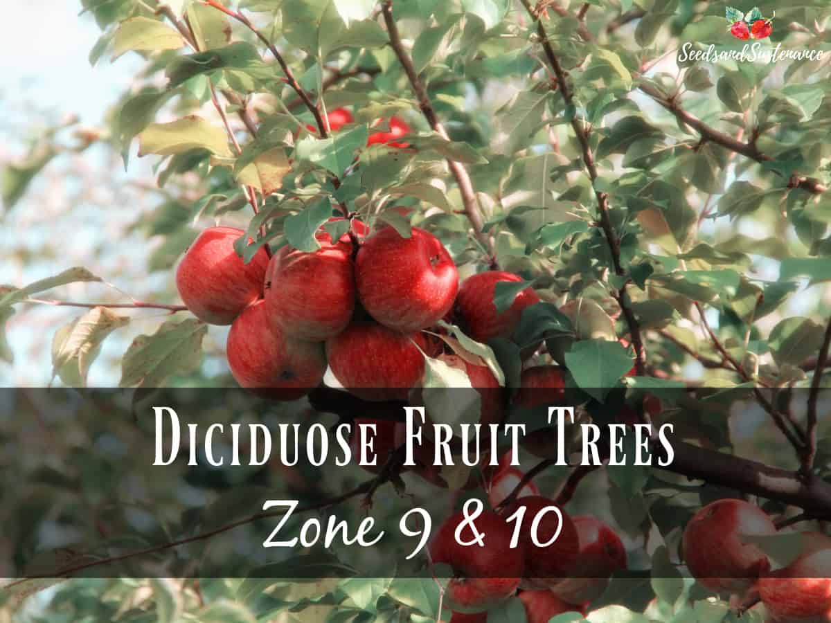 fresh apples on the tree - April gardening checklist for Southern California
