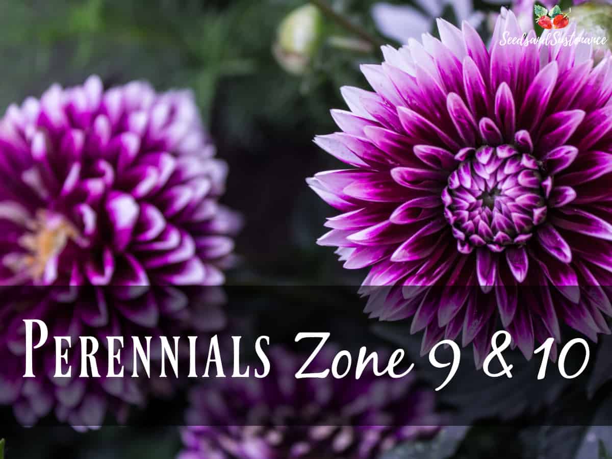 Purple dahlias blooming - april gardening checklist