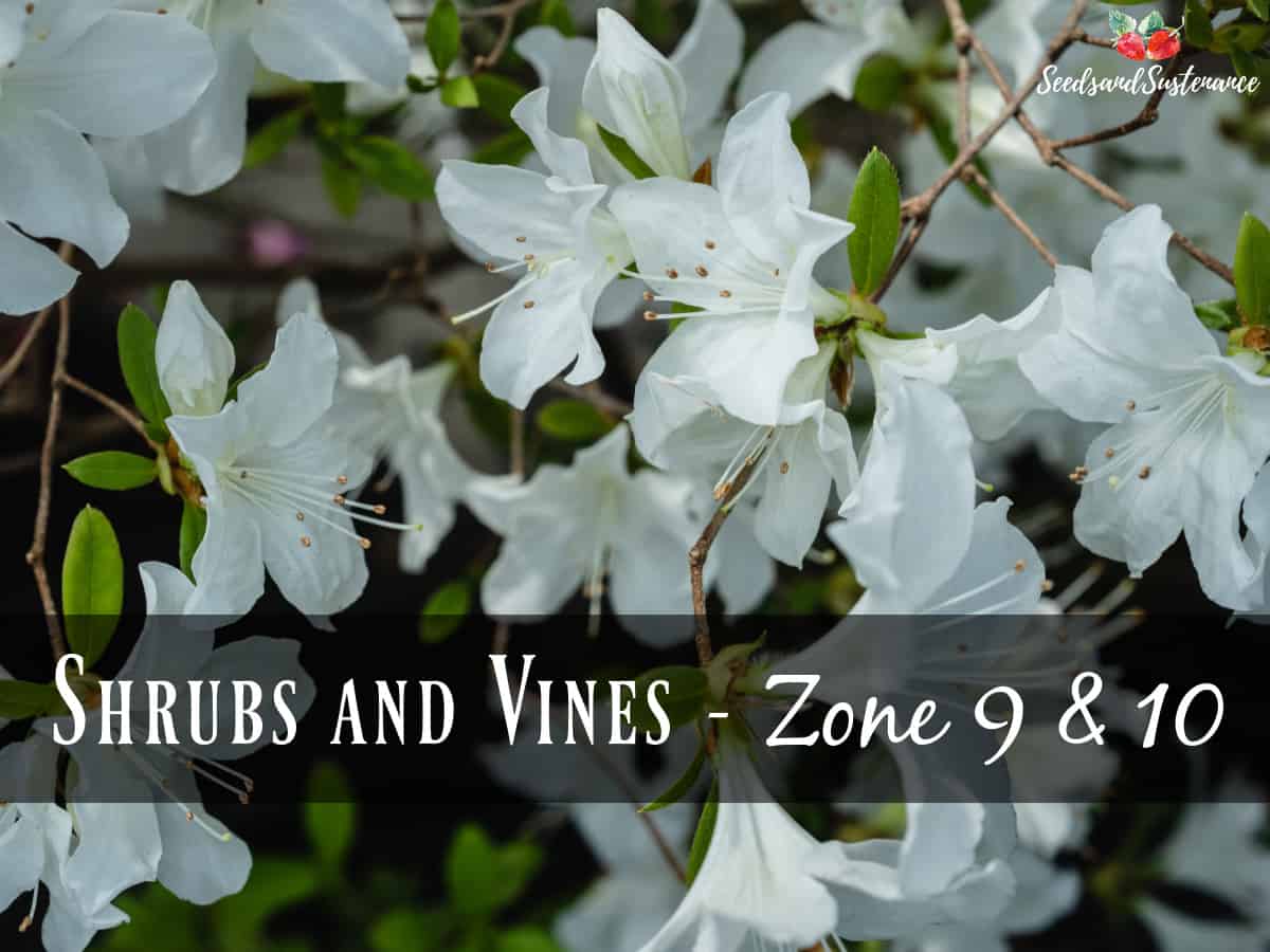 Blooming azaleas - april gardeing checklist for zones 9 and 10