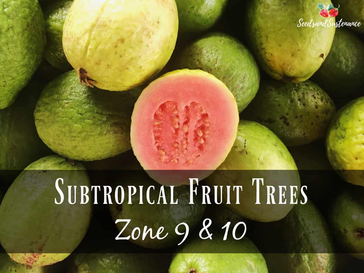 fresh guava - April gardening checklist for zones 9 and 10