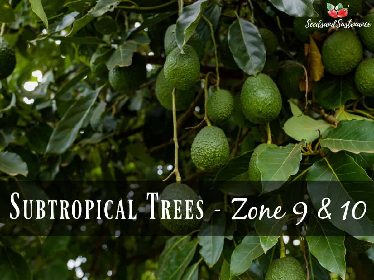 Avocados on the tree - gardening checklist for april in southern california