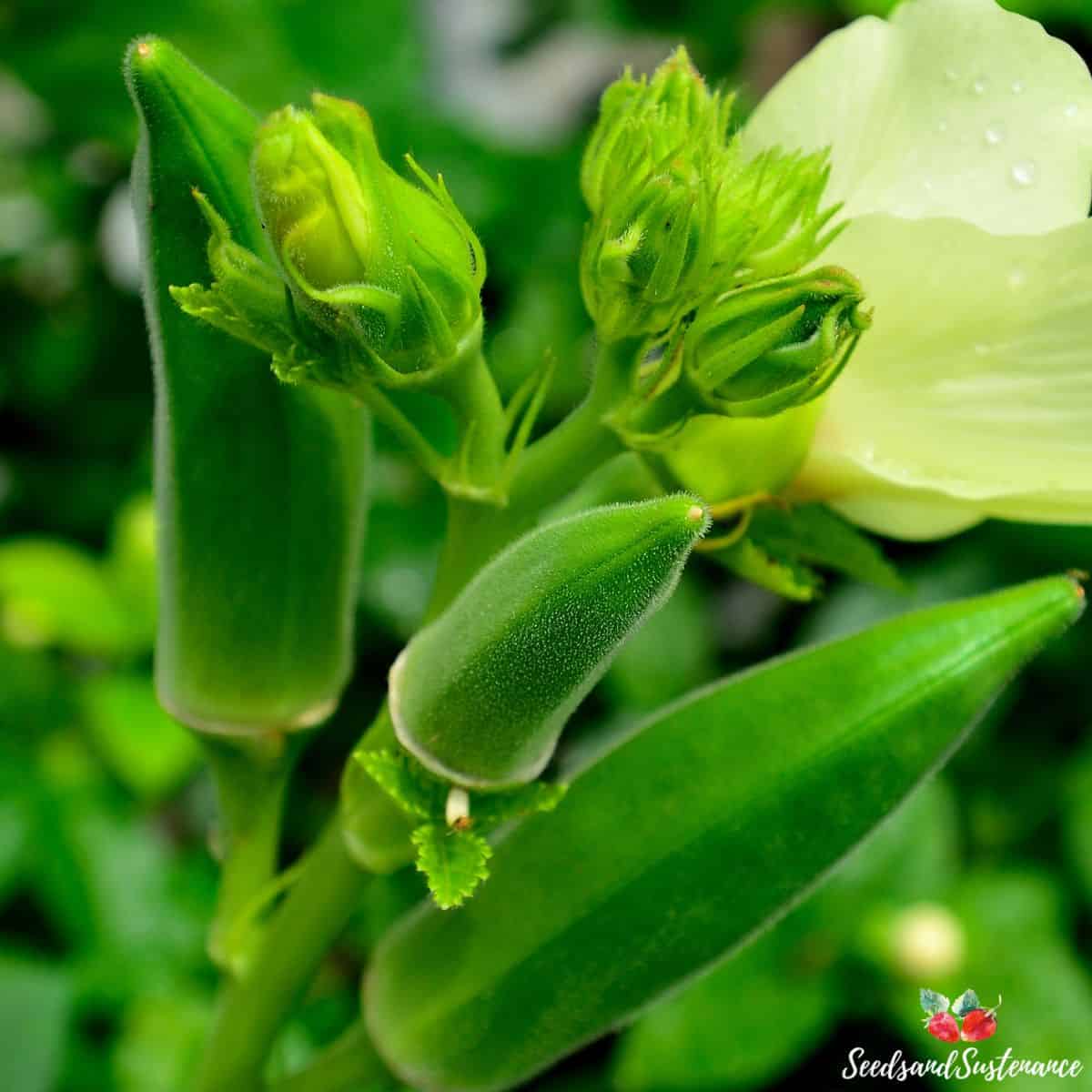 fresh okra in the garden