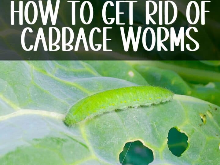 Cabbage worm on a cabbage leaf