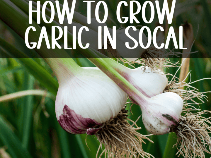 Fresh grown garlic - how to grow garlic