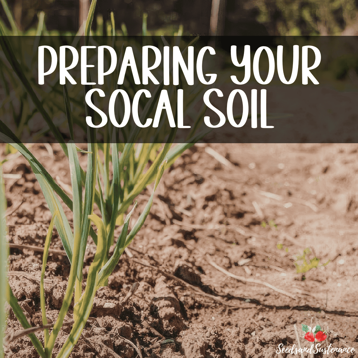 a row of growing garlic