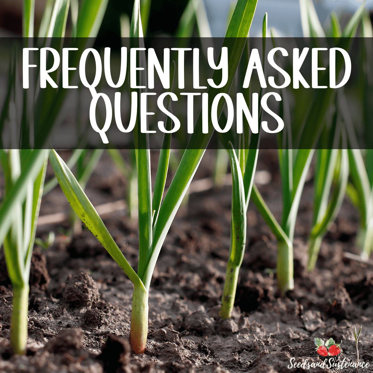 garlic growing in the soil