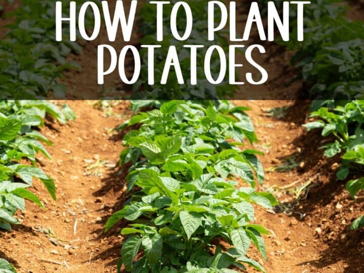 a how of potato plants - how to plant potatoes